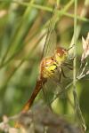 Sympetrum striolatum
