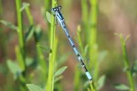 Enallagma cyathigerum