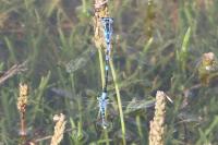 Coenagrion scitulum