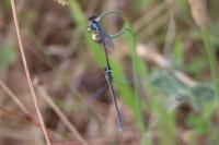 Erythromma viridulum