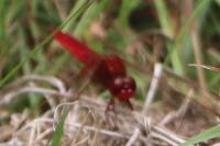 Crocothemis erythraea