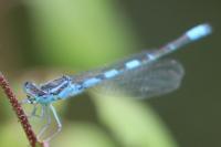 Coenagrion scitulum