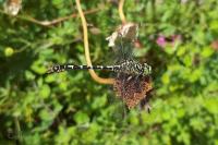 Onychogomphus forcipatus