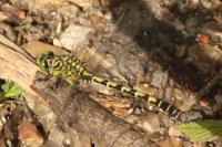 Onychogomphus forcipatus
