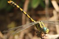 Onychogomphus uncatus