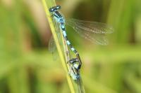 Coenagrion scitulum