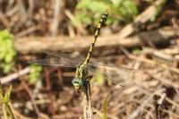 Onychogomphus uncatus