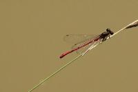 Ceriagrion tenellum