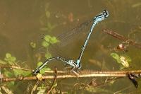 Coenagrion puella