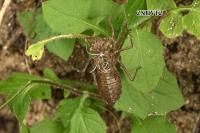 Somatochlora metallica