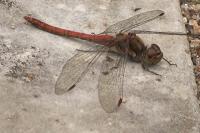 Sympetrum striolatum