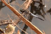 Orthetrum cancellatum
