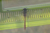 Sympetrum meridionale