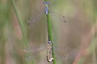 Lestes sponsa