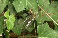 Somatochlora metallica