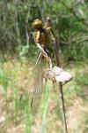 Libellula depressa