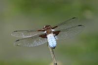 Libellula depressa
