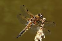 Libellula quadrimaculata
