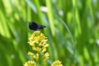 Calopteryx splendens