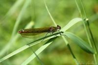 Calopteryx splendens