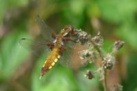 Libellula depressa