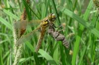 Libellula quadrimaculata