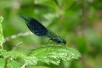 Calopteryx splendens