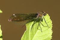 Calopteryx splendens