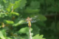 Libellula depressa