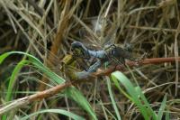 Orthetrum cancellatum