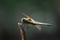 Libellula quadrimaculata