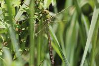 Anax imperator