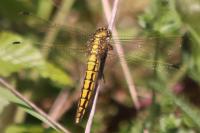 Orthetrum cancellatum