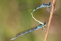 Coenagrion scitulum
