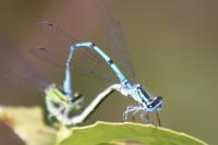 Coenagrion puella