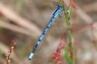 Enallagma cyathigerum