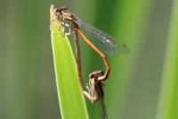 Platycnemis acutipennis