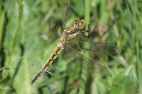 Orthetrum cancellatum