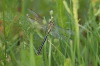 Gomphus pulchellus
