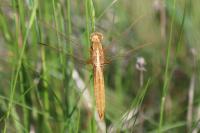 Crocothemis erythraea