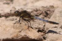 Orthetrum cancellatum