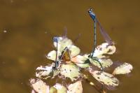 Coenagrion puella