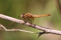 Crocothemis erythraea