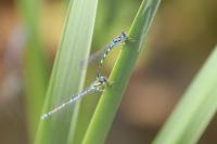 Coenagrion scitulum