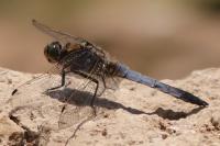 Orthetrum cancellatum