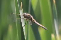Orthetrum cancellatum