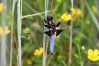 Libellula depressa