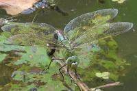 Anax imperator
