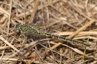 Gomphus pulchellus