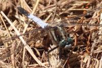 Orthetrum albistylum